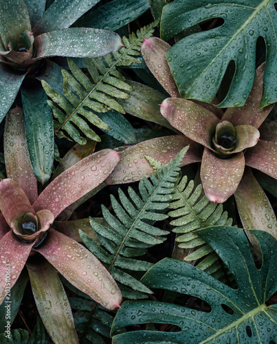 Dewy Tropical Foliage with Bromeliads and Monstera