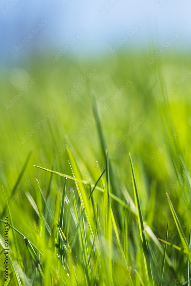Fototapeta premium Fresh green grass blades in sunlight with soft blue background