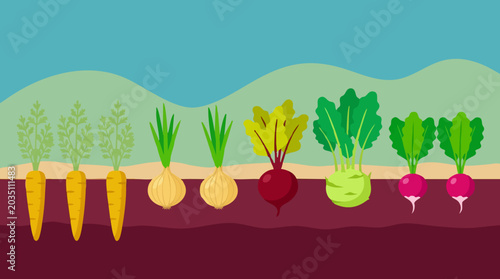 Photos Flat design illustration of various root vegetables growing in garden