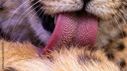 Fototapeta na wymiar Close-up, licking cat tongue, feline face, animal whiskers