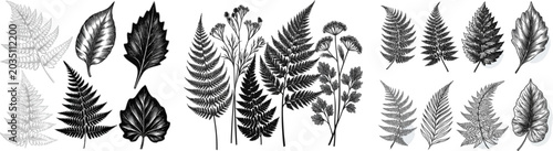 A detailed botanical illustration featuring intricate fern fronds and wild flora, rendered in high-end traditional wood engraving with sharp boundaries and distinct black cross-hatching