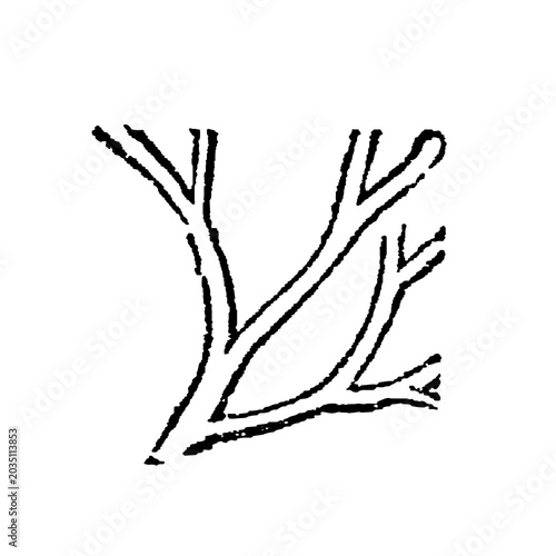 Obraz na plátně Dichotomous branching pattern, bold black lines on white background, botanical or mathematical diagram, old vintage illustration, 1897