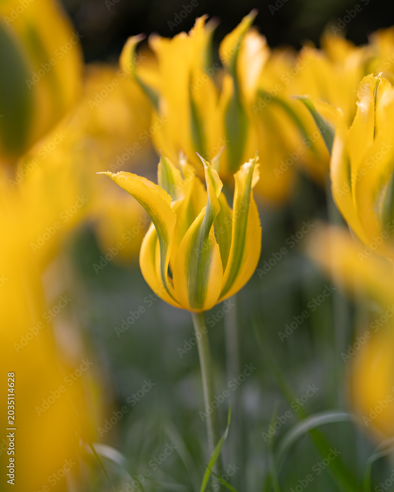 Fototapeta premium yellow tulip flower