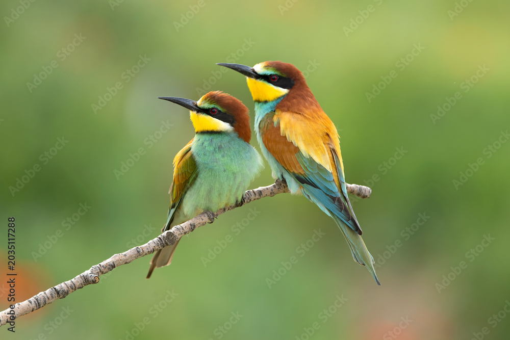 Obraz premium European Bee-eater in a field of flowers and poppies in early spring with perfect plumage