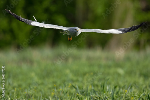 Male Montagu's harrier flying in its territory in an area of ​​cultivated wheat fields and scattered trees in the early light of a spring day