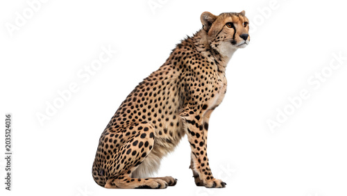 Konstfotografi Full body shot of a wild majestic african cheetah sitting calmly for savannah sa