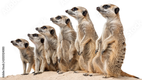 Photography Small family group of wild exotic african meerkats standing alertly on rear legs