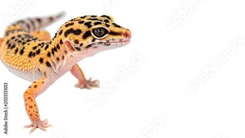 Konstfotografi Wild spotted leopard gecko lizard walking for tropical rain forest nature wildli