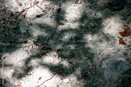 Cuadro en lienzo Sombras y luces en el suelo del bosque.