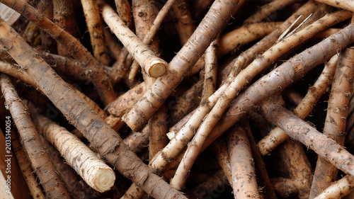 Close up of fresh raw burdock roots with dirt stacked together for agricultural background.