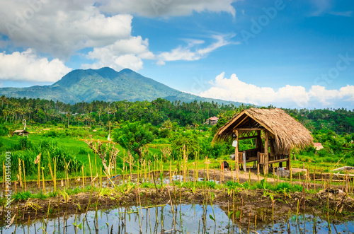 Beautiful Bali rice fields and volcano. Rice terraces in Bali, Indonesia