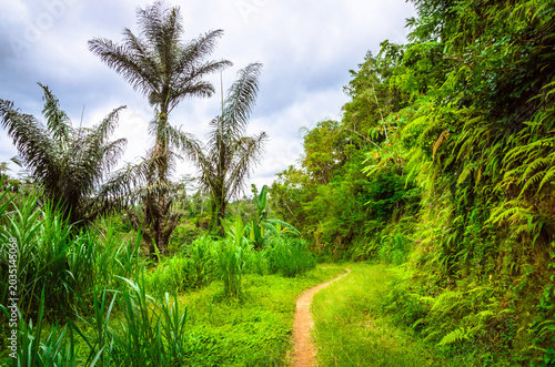 Beautiful jungle forest in Bali, Indonesia