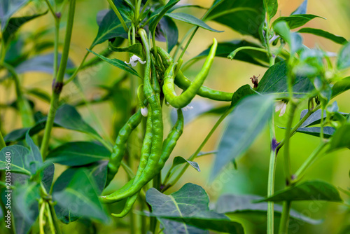 Foto bunch of green chilies on plant, chili pepper fruit on plant in organic garden a