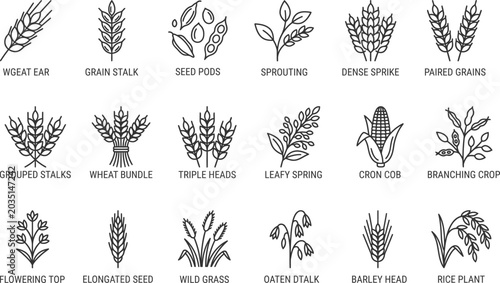 Obraz na płótnie Collection of various types of grains and cereals