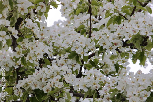 Obraz na plátně Soft white pear blossoms in natural daylight