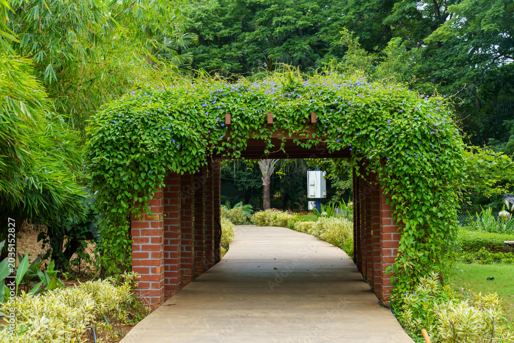 Fototapeta premium Lush green vines climb brick archway structure