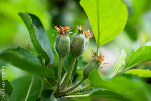 young, unripe green apples developing on a tree branch, surrounded by vibrant lush green leaves