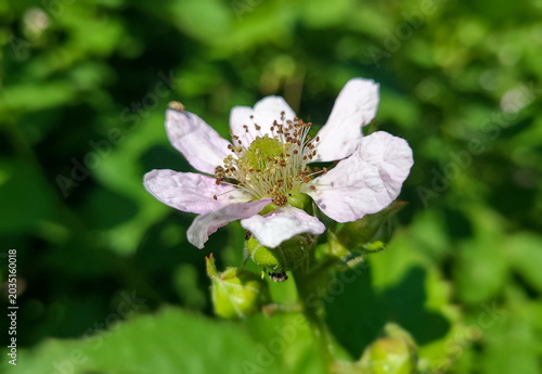Himalayan blackberry flower (Rubus armeniacus)