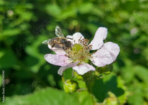 Himalayan blackberry flower (Rubus armeniacus)