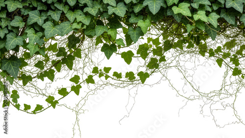 Photos Dense green ivy vines with delicate tendrils, isolated on transparent background