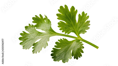 Εκτύπωση καμβά Fresh green cilantro herb sprig detailed texture, isolated on transparent backgr