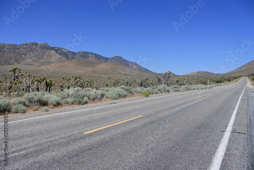 Joshua Trees auf dem Weg zum Walker Pass 