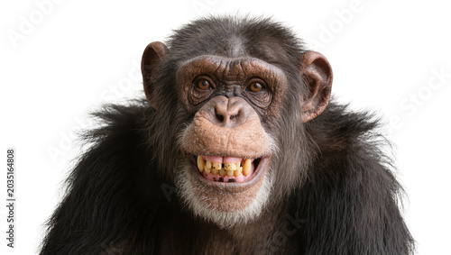 Bild auf Leinwand Chimpanzee showing teeth, isolated on transparent background