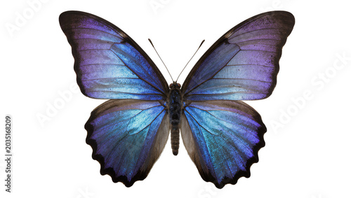 Obraz na płótnie Iridescent blue and purple morpho butterfly wings, isolated on transparent backg