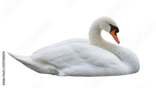 Photos Elegant white swan with orange beak resting gracefully, isolated on transparent
