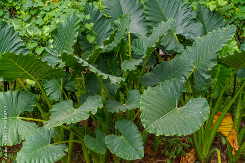 Vast green leaves dominate the frame