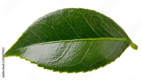 Foto Single green leaf with serrated edges, isolated on transparent background