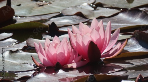 Fotografía Pink Water Lily in Backlight