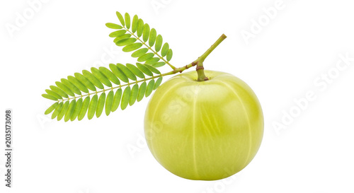 A single fresh indian gooseberry, or amla, with small green pinnate leaves attached to the stem, isolated against a solid black background