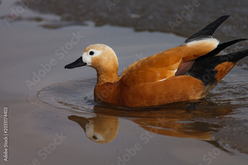 duck on the water