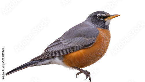 Photography American Robin bird with orange breast and grey back, isolated on transparent ba