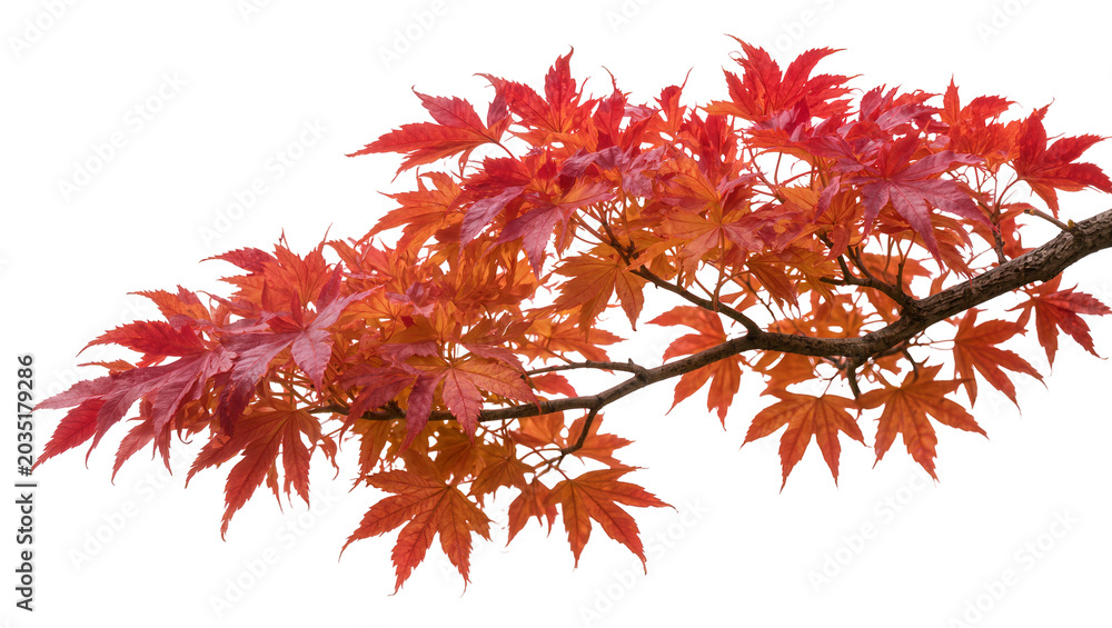 Obraz premium Branch of Japanese maple tree with vibrant red and orange leaves, isolated on transparent background