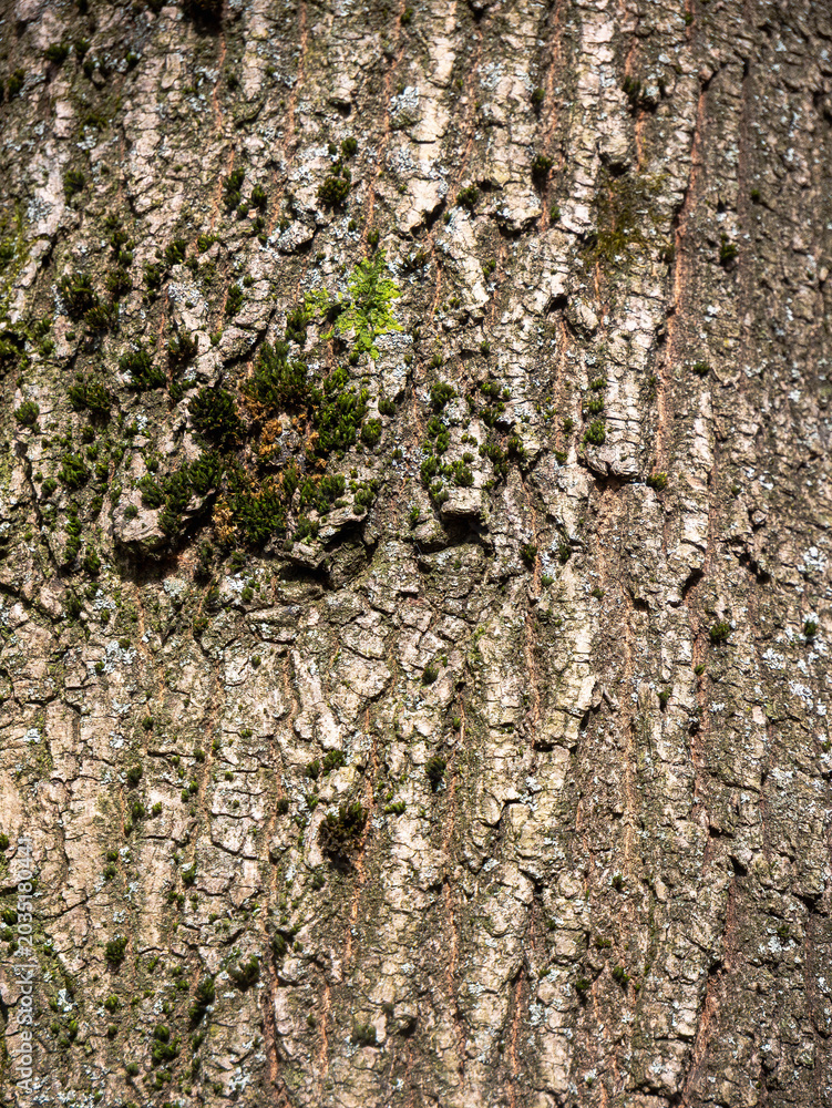 Fototapeta premium Macro close-up of rough tree bark texture with deep grooves vertical ridges green moss patches and lichen — detailed earthy organic natural background for nature design environmental projects