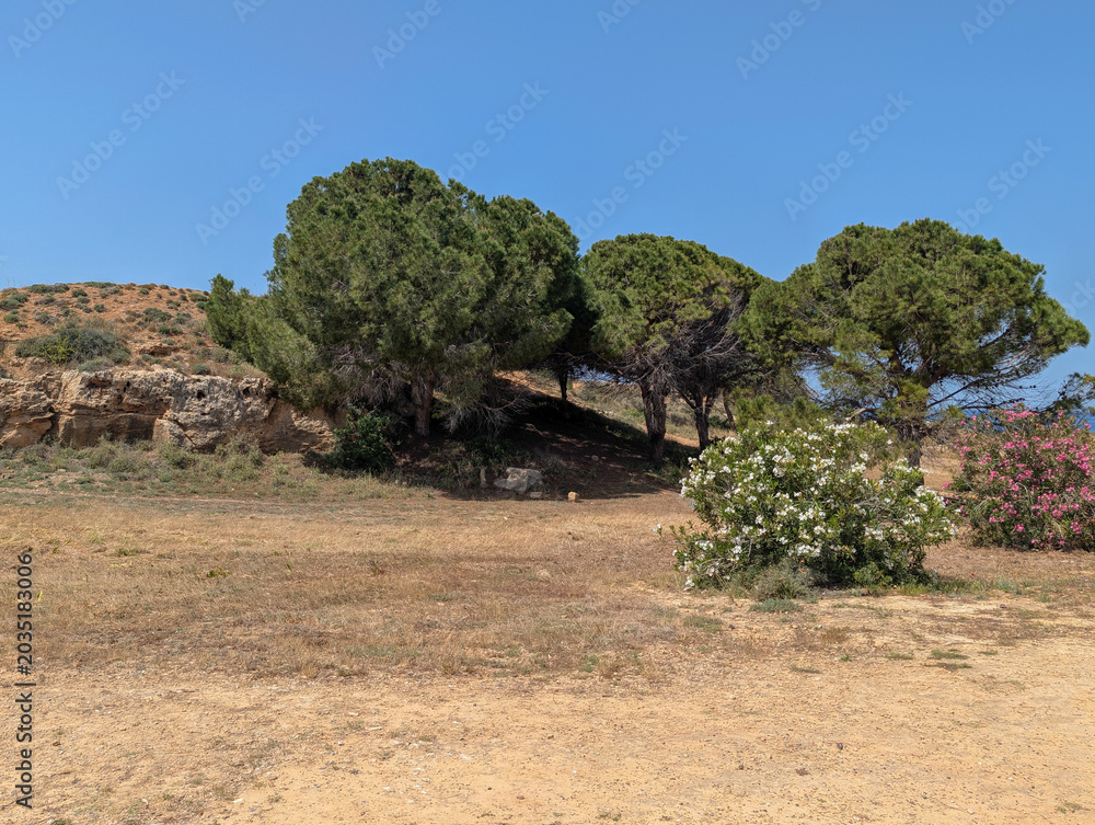 Fototapeta premium Gruppe von Pinus pinea Pinie in Paphos, Zypern