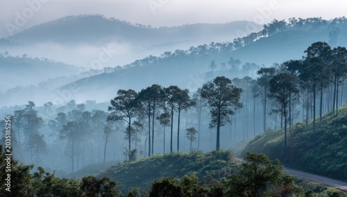 Misty Mountain Forest Landscape with Tall Pine Trees at Sunrise.