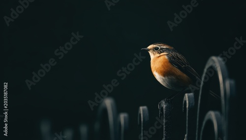 A Small Orange-Breasted Bird Perched on a Dark Metal Railing.