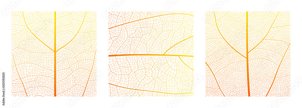 Fototapeta premium Leaf vein cell skeleton texture abstract background set with close up plant leaf cells structure pattern vector illustration. Macro leaf vein skeleton organic lattice natural foliage texture.