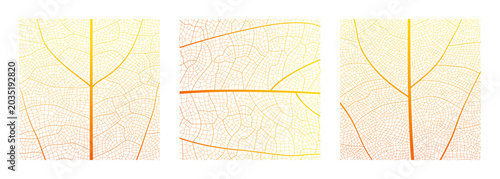 Leaf vein cell skeleton texture abstract background set with close up plant leaf cells structure pattern vector illustration. Macro leaf vein skeleton organic lattice natural foliage texture.