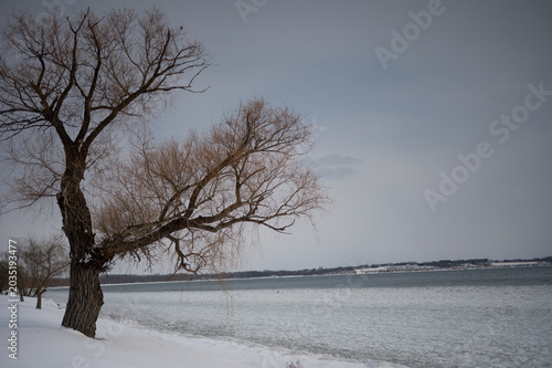 Trees along Seneca Lake during Winter in New York