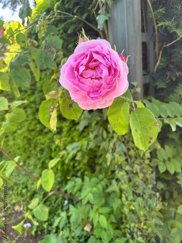 A fully bloomed pink rose with layered petals, growing on a vine with green leaves against a background of foliage and a wooden structure.