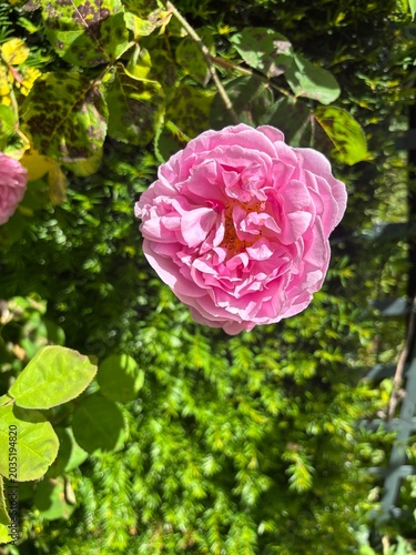 A close-up of a vibrant pink rose with layered, ruffled petals and an orange center, set against lush green leaves and foliage.