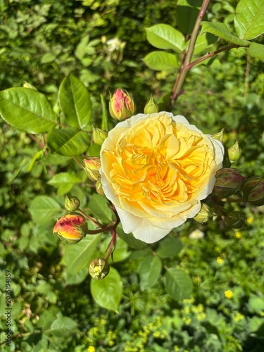 A yellow rose with ruffled petals and white edges in full bloom, with several pink-tipped buds and green leaves on the stem behind it.