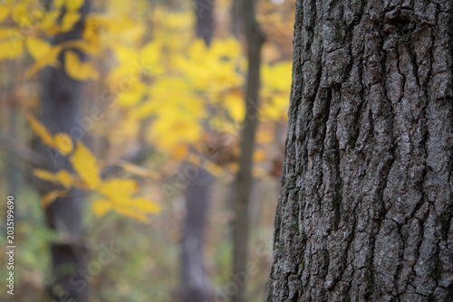 Tree trunk close-up with yellow fall foliage in the background