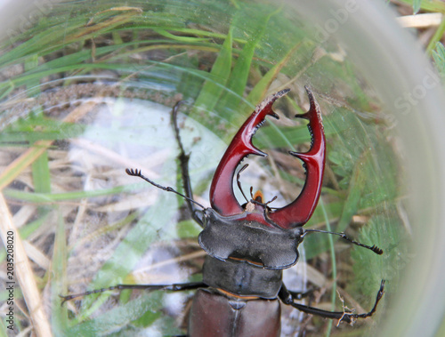 Large male stag beetle with big red mandibles inside a glass jar