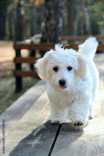 Cute white fluffy puppy walking on a wooden bridge in the autumn park