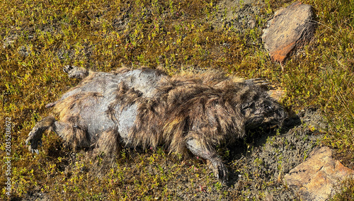 Fotografía Decomposing Marmot Animal Carcass On Mossy Ground In Königsleiten Austria Tirol